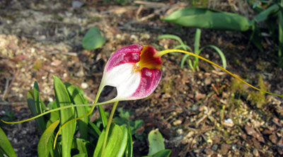 Masdevallia schroederiana