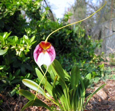 Masdevallia schroederiana