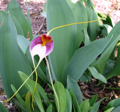 Masdevallia schroederiana