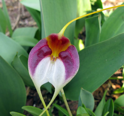 Masdevallia schroederiana