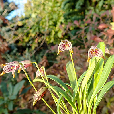 Masdevallia striatella