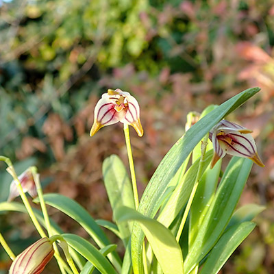 Masdevallia striatella