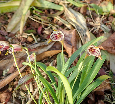 Masdevallia striatella