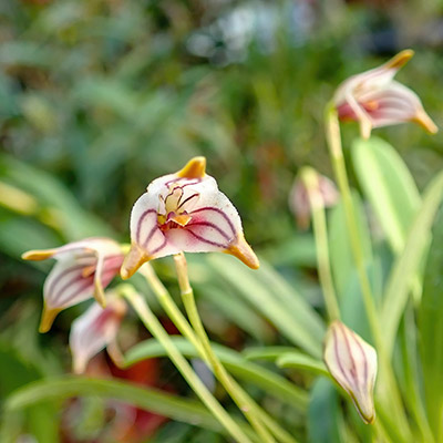 Masdevallia striatella