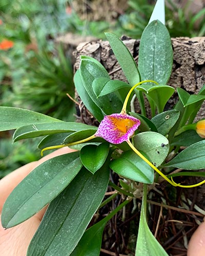 Masdevallia strobelii x glandulosa