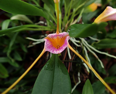 Masdevallia strobelii x glandulosa