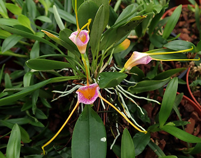 Masdevallia strobelii x glandulosa