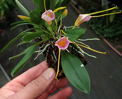 Masdevallia strobelii x glandulosa