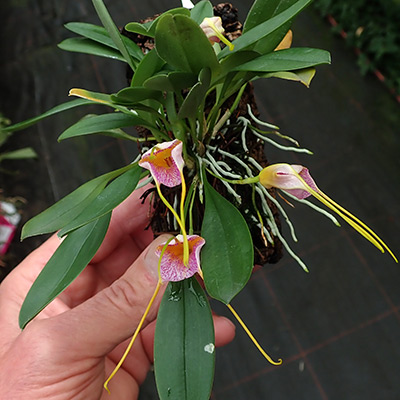 Masdevallia strobelii x glandulosa