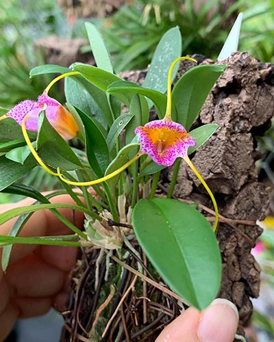 Masdevallia strobelii x glandulosa