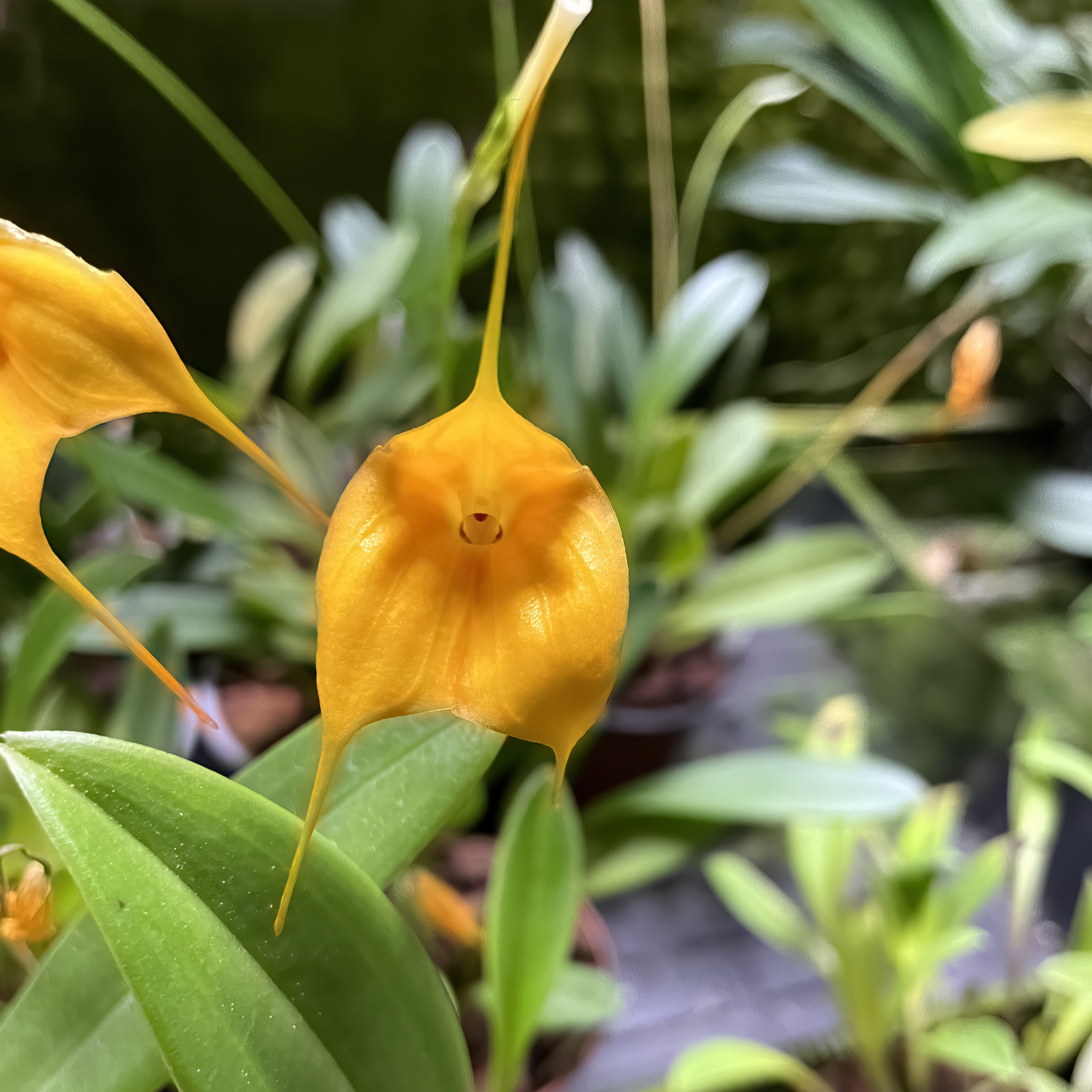 Masdevallia stumpflei