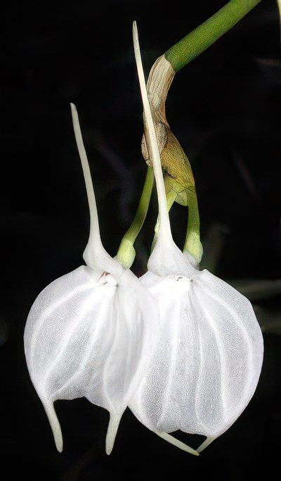 Masdevallia tovarensis