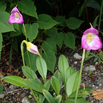 Masdevallia uniflora