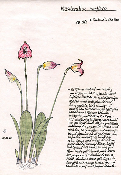 Masdevallia uniflora
