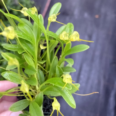 Masdevallia ventricosa