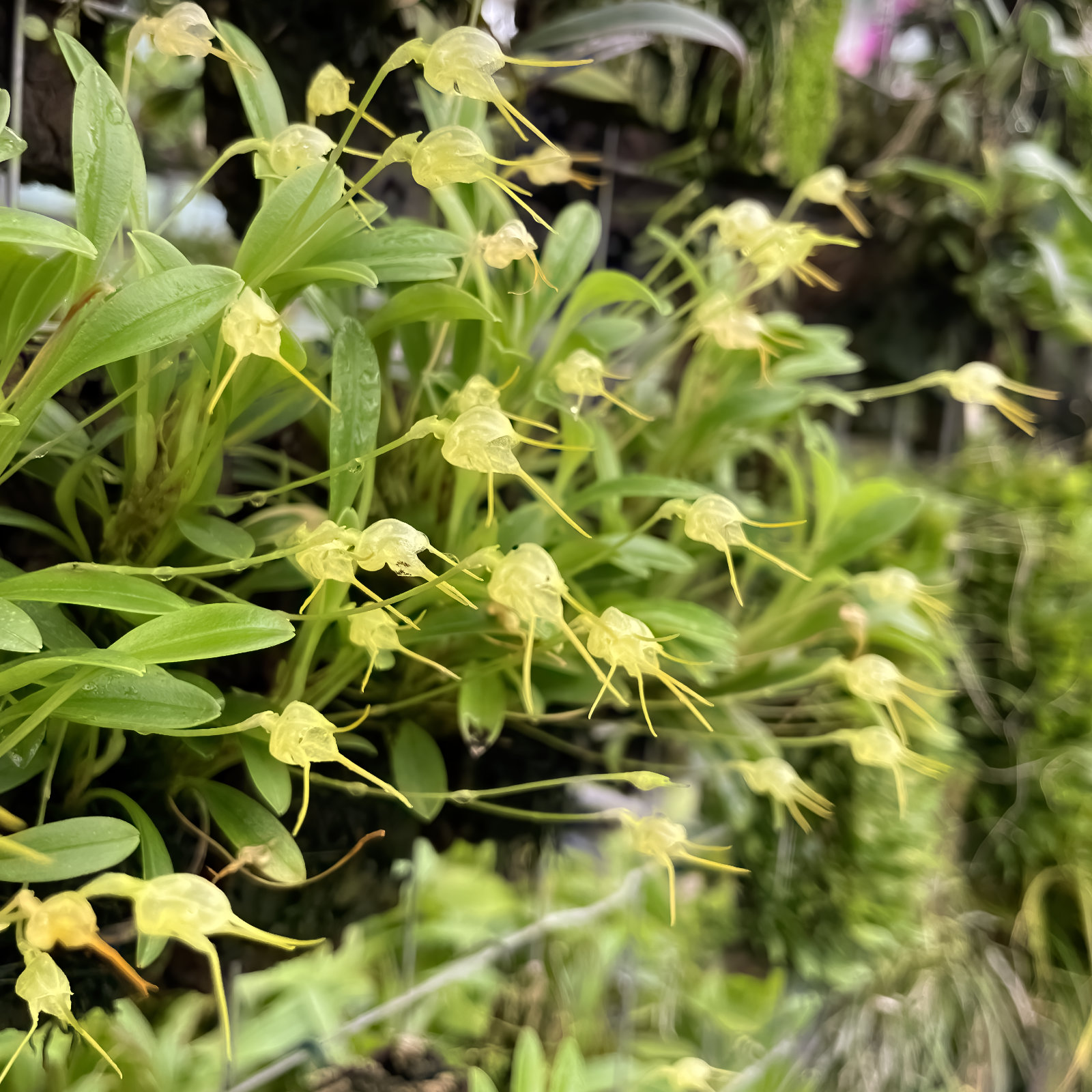 Masdevallia ventricosa