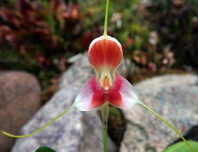 Masdevallia xanthina red