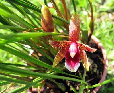 Maxillaria atrosanguinea