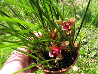 Maxillaria atrosanguinea