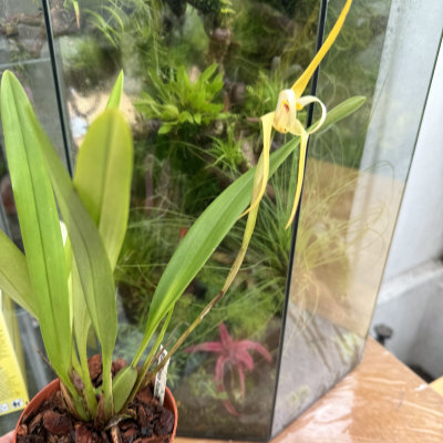 Maxillaria bradei