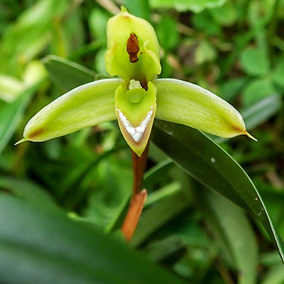 Maxillaria cerifera