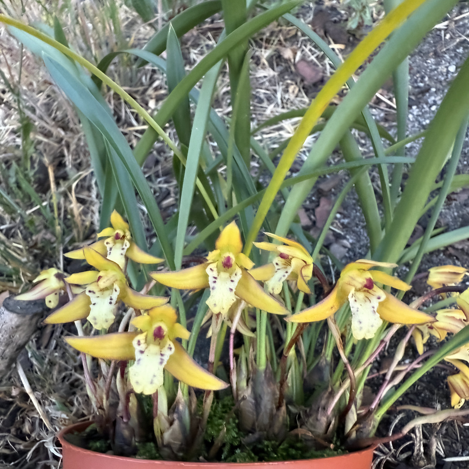 Maxillaria cerifera