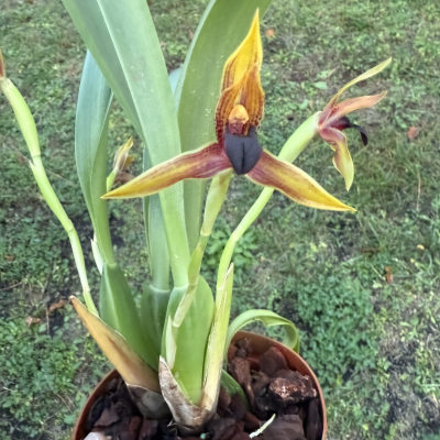 Maxillaria cucullata