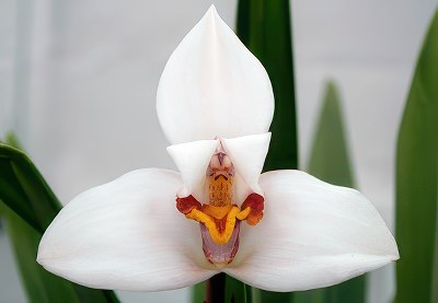 Maxillaria grandiflora