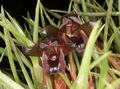 Maxillaria juergensis