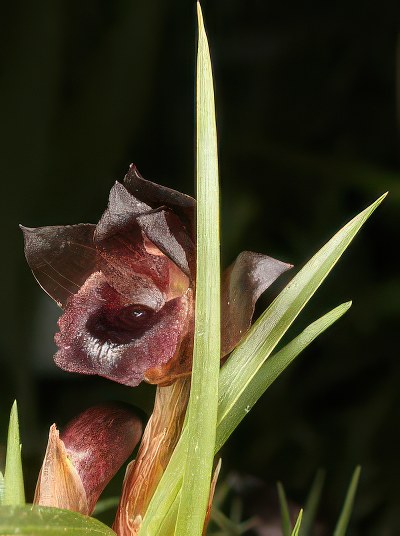 Maxillaria juergensis