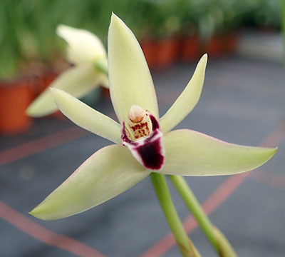 Maxillaria marginata