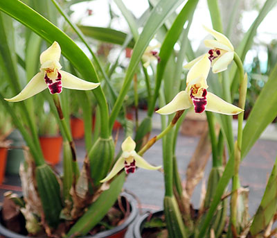 Maxillaria marginata