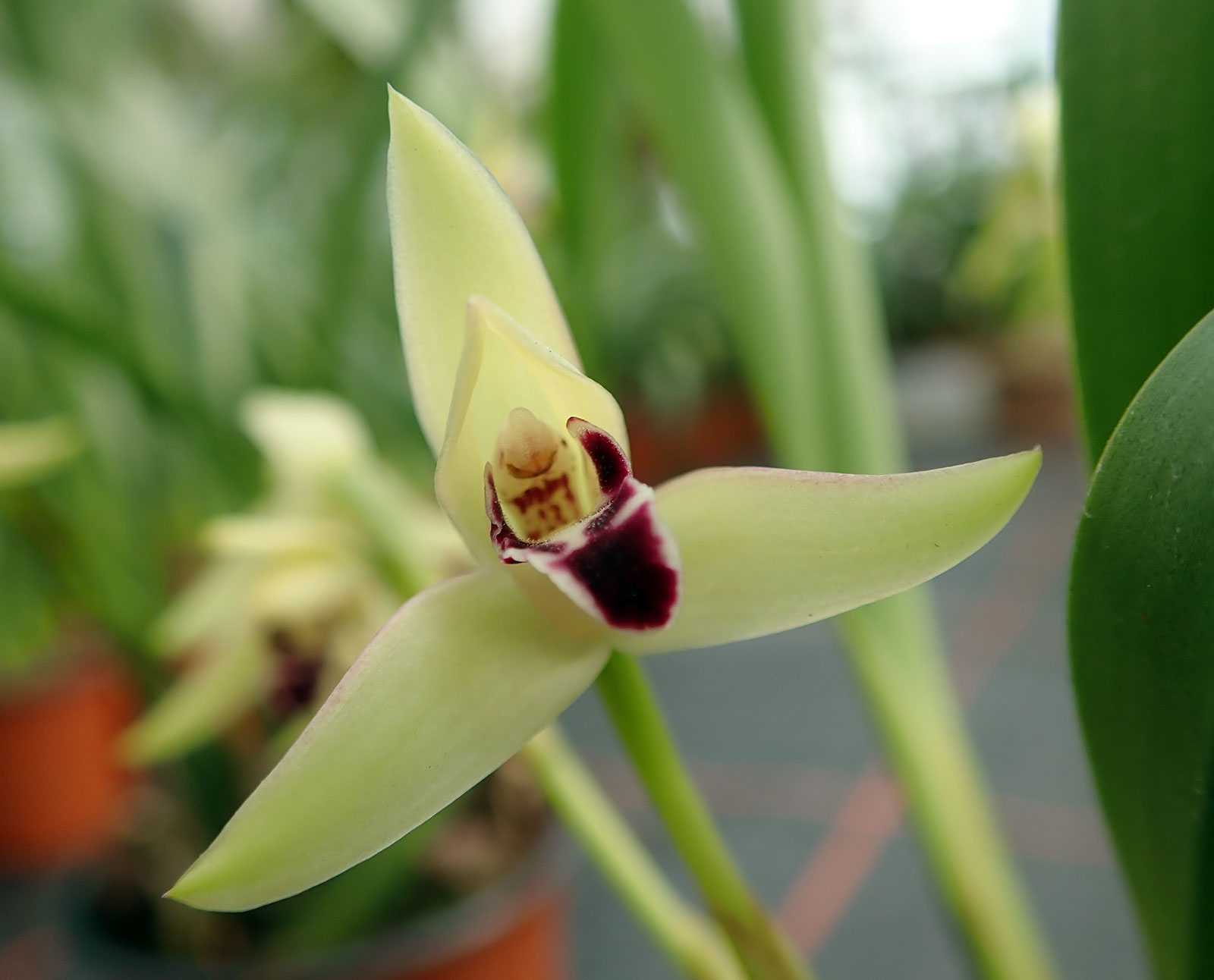 Maxillaria marginata