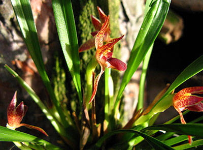 Maxillaria meleagris
