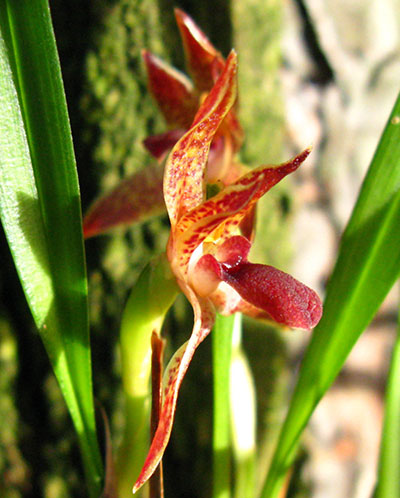 Maxillaria meleagris