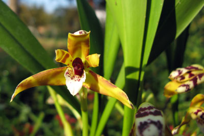 Maxillaria picta