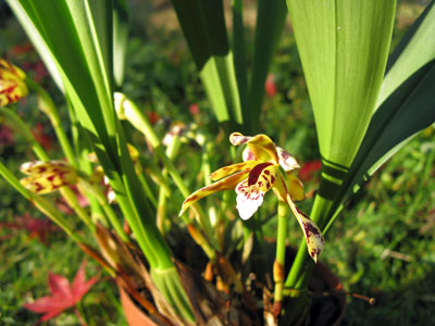 Maxillaria picta