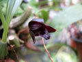 Maxillaria schunkeana