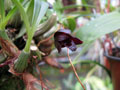 Maxillaria schunkeana