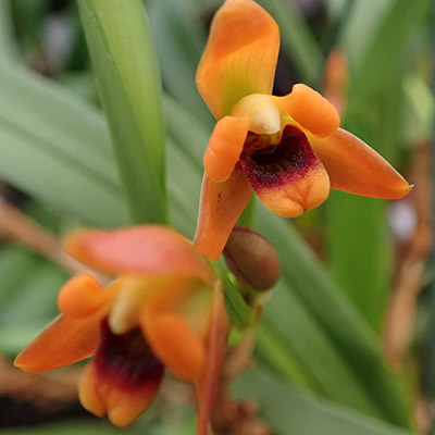 Maxillaria variabilis orange