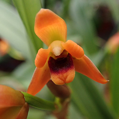 Maxillaria variabilis orange