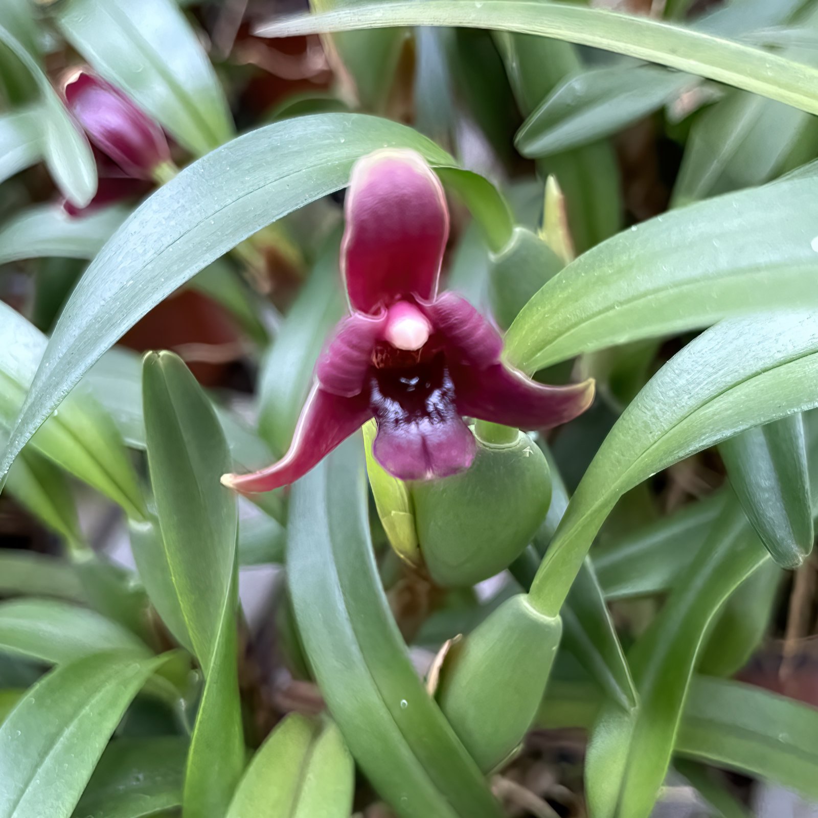 Maxillaria variabilis var.: Dark Red