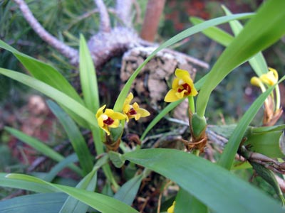 Maxillaria variabilis var.: Yellow