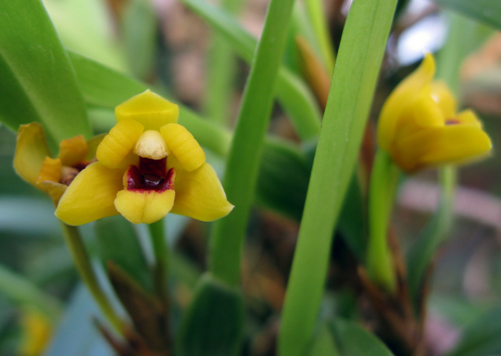 Maxillaria variabilis var.: Yellow