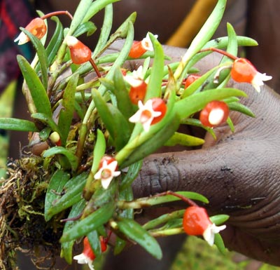 Mediocalcar bifolium