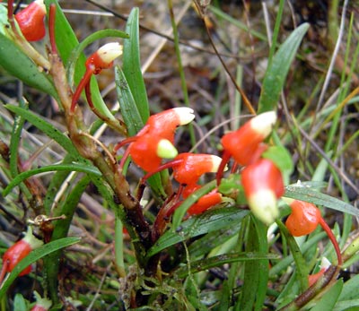 Mediocalcar bifolium