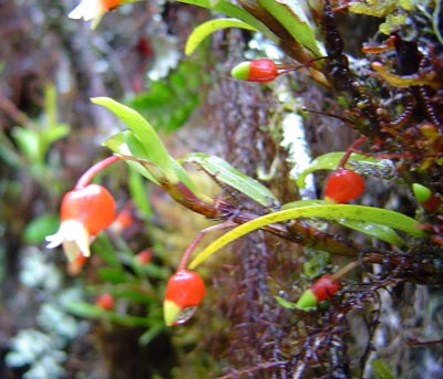 Mediocalcar bifolium