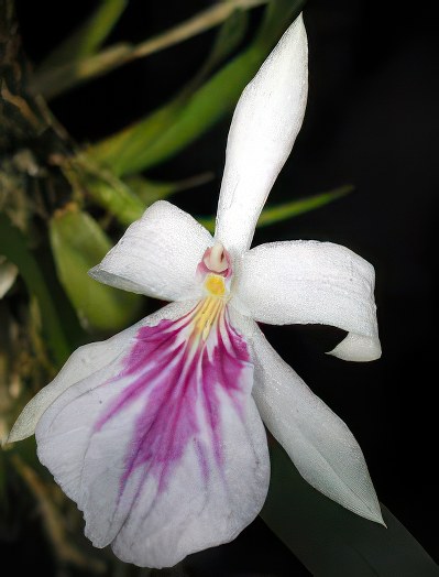 Miltonia spectabilis