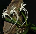 Neofinetia falcata