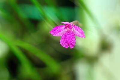 Neolauchea pulchella